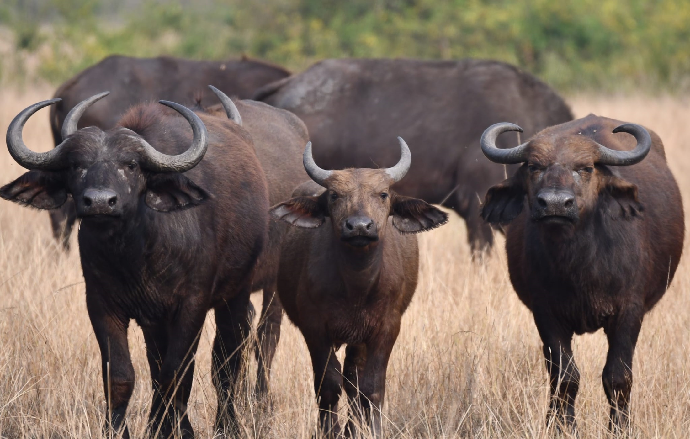 Katavi National Park