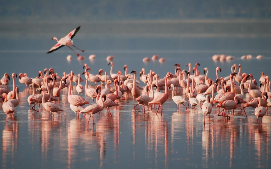 Lake Natron