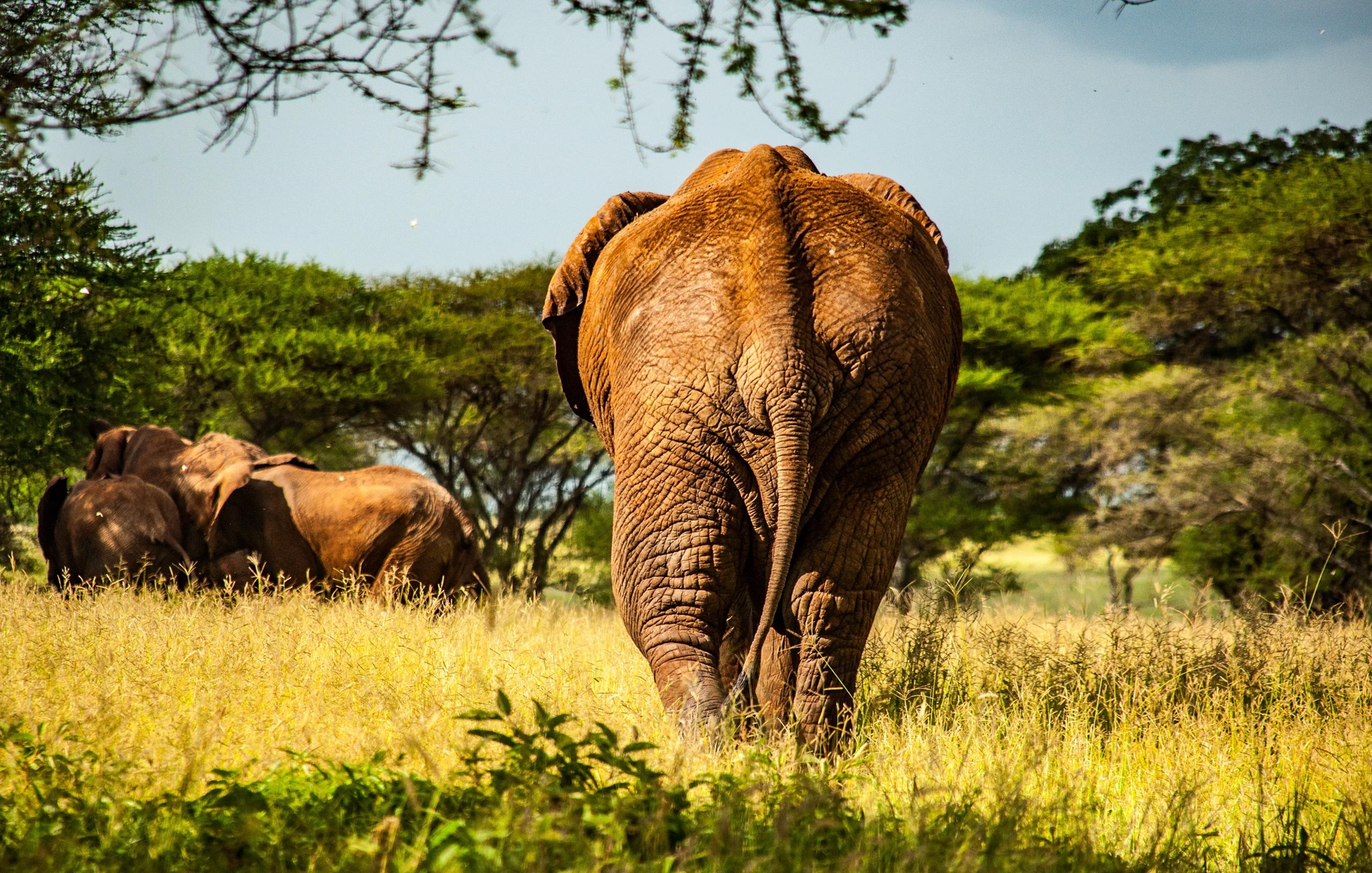 Saadani National Park