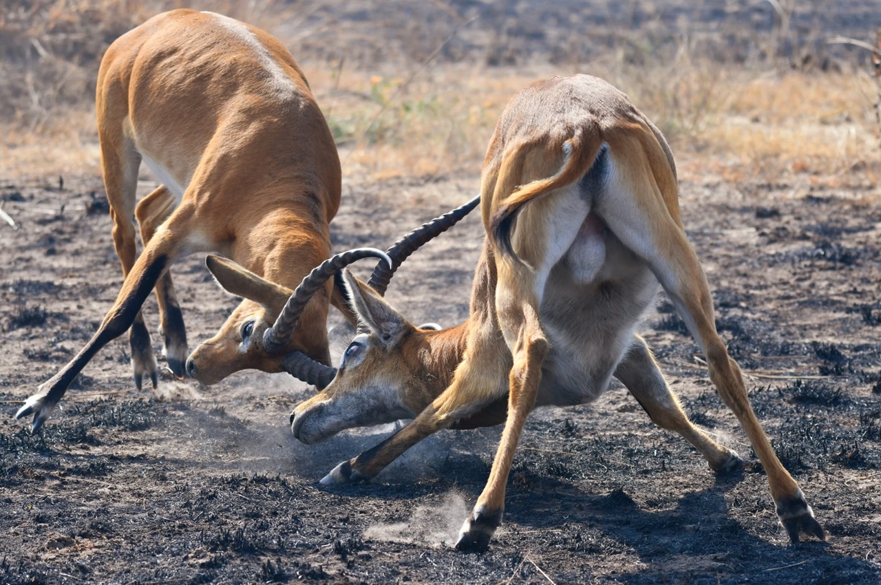 5 Days Mid Range Tanzania Safari