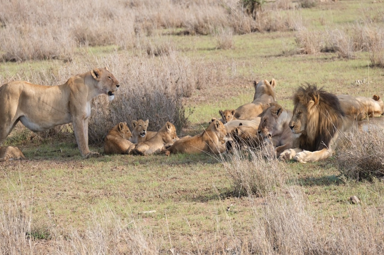 4 Days Northern Tanzania Safari