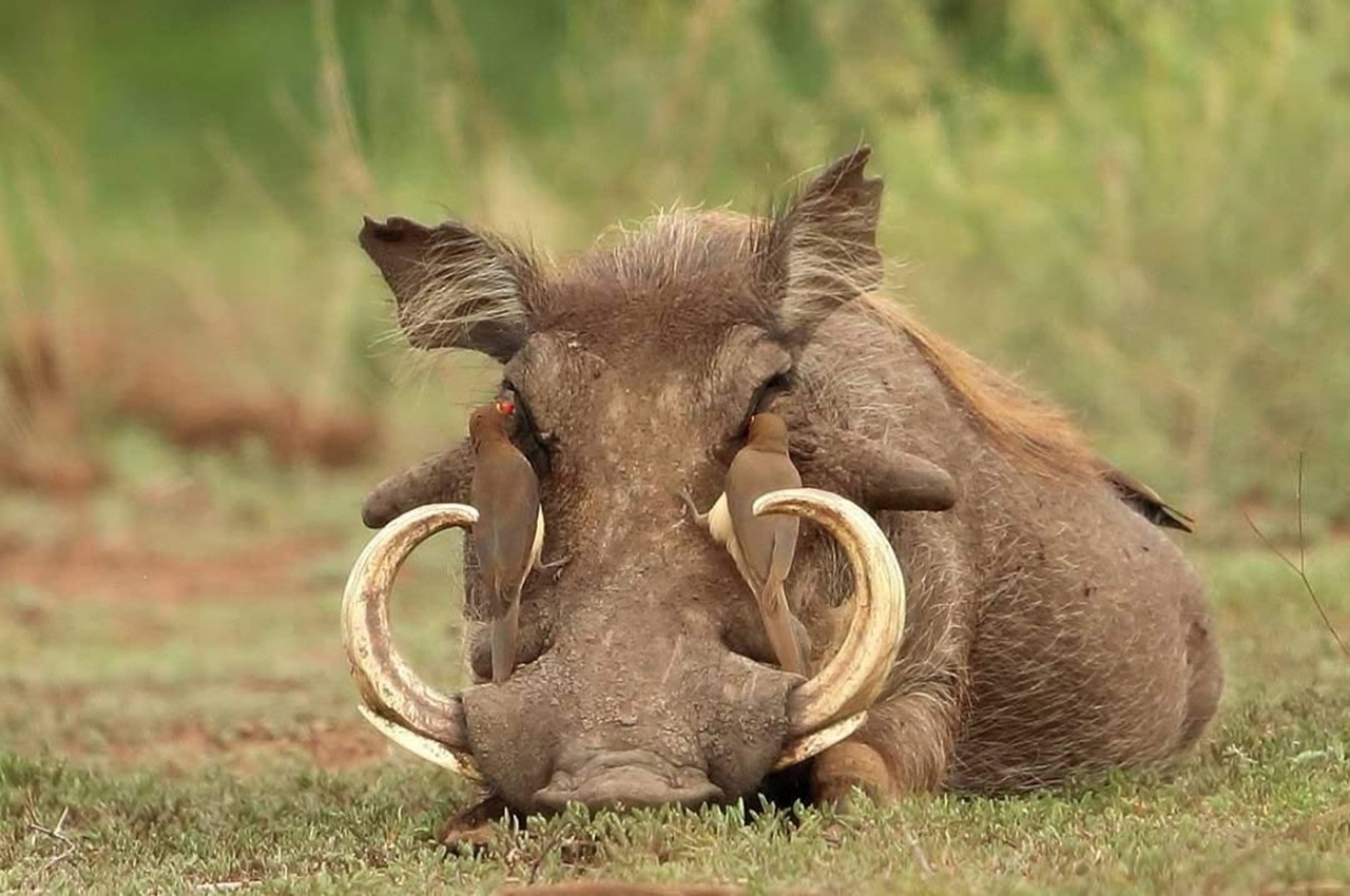 8 Days Ndutu Migration Safari (DECEMBER – APRIL)